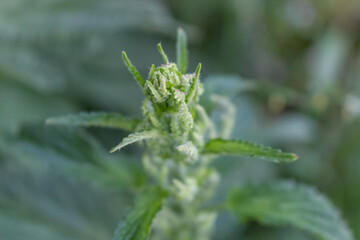 nettle flower