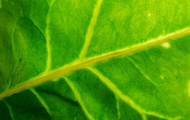 croton leaves