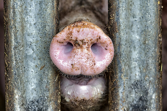 Snout of a pig between metal bars in a stable - animal cruelty in livestock farming for cheap meat
