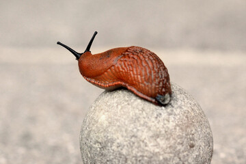 Close up of Arion hortensis (garden slug) enjoying view over terrace on a round gravel stone