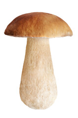 Fototapeta na wymiar Boletus mushroom isolated. PNG transparency