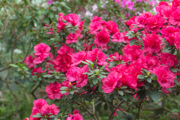 Azalea blooming in the garden. Red flowers on a bush.