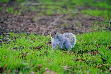 squirrel in the park