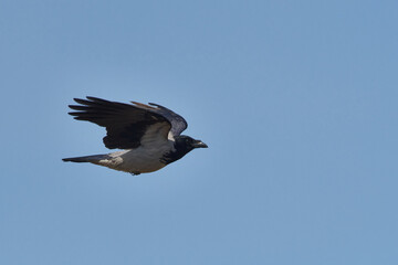 Nebelkrähe im Flug	
