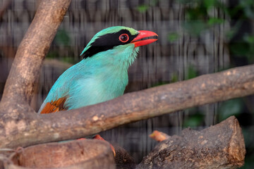 Javan green magpie