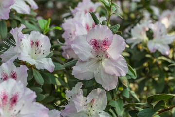 Azalea blooming in the garden. White flowers on a bush.