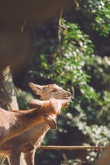 sika deer in nara park