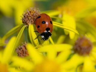 Ladybug /Coccinellidae 