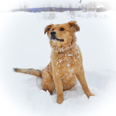 Portrait of a red shaggy dog sitting on the snow