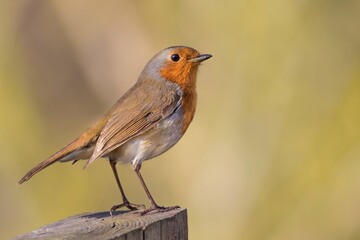 Robin /Erithacus rubecula