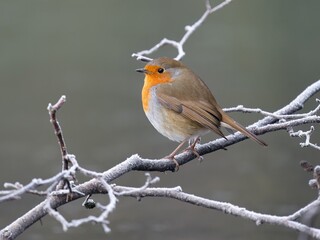 Robin /Erithacus rubecula
