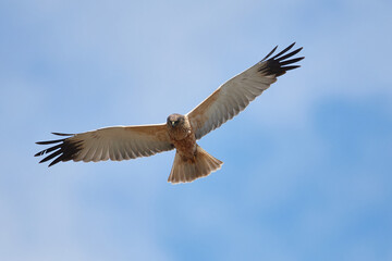 Rohrweihen Männchen auf Jagd	