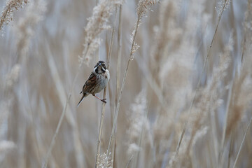 Rohrammer (Emberiza schoeniclus)	