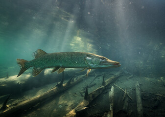 Nordic pike swimming in shady shore water