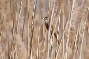Drosselrohrsänger (Acrocephalus arundinaceus) im Frühjahr in Linum