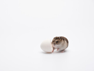 newborn hamster