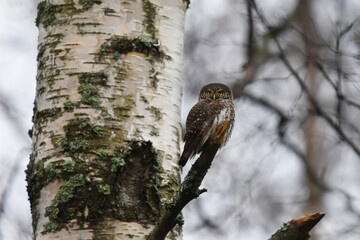 Eurasian pygmy owl (Glaucidium passerinum) sitting on a branch in fall.	

