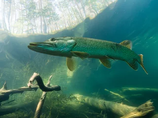 Foto op Canvas Nordic pike near surface © Mps197