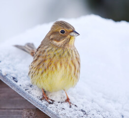 Yellowhammer (Emberiza citrinella) sitting on the bird feeder roof in winter.