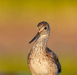 Common greenshank (tringa nebularia) closeup in the wetlands in summer.