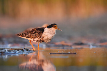Ruff (Calidris pugnax) male in the wetlands in summer.
