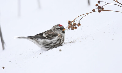 Common redpoll (Acanthis flammea) sitting in the snow feeding on tansy seeds in winter.
