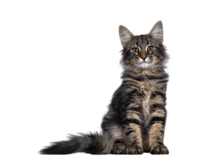 Cute young black tabby blotched Norwegian Forestcat kitten, sitting facing front. Looking with green brown eyes towards camera. Isolated cutout on transparent background.