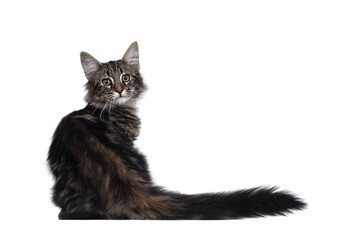Cute young black tabby blotched Norwegian Forestcat kitten, sitting backwards. Looking over...