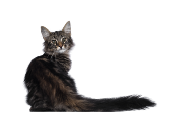 Cute young black tabby blotched Norwegian Forestcat kitten, sitting backwards. Looking over shoulder with green brown eyes towards camera. Isolated cutout on transparent background.