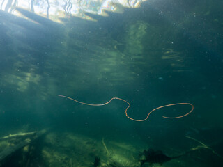 Horsehair worm swimmin underwater in lake