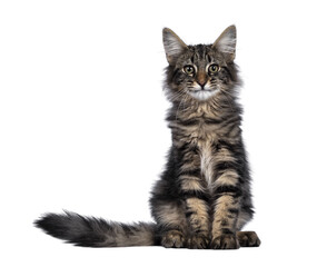 Cute young black tabby blotched Norwegian Forestcat kitten, sitting facing front. Looking with...