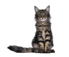 Cute young black tabby blotched Norwegian Forestcat kitten, sitting facing front. Looking with green brown eyes towards camera. Isolated cutout on transparent background.