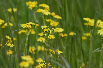 Jakobs-Greiskraut (Senecio jacobaea)	