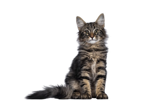 Cute young black tabby blotched Norwegian Forestcat kitten, sitting facing front. Looking with green brown eyes towards camera. Isolated cutout on transparent background.
