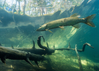 Nordic pike swimming by sunken trees