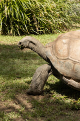 Fototapeta premium A vulnerable threatened giant aldabra tortoise (Aldabrachelys gigantea) eating hibiscus plant