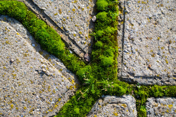 Green moss grows in gap between concrete tiles