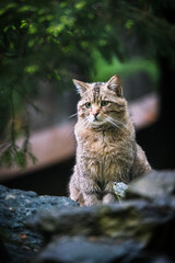 female wild cat in the forest
