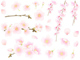 手描き水彩調の桜の素材セット