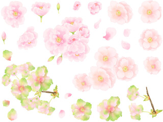 手描き水彩調の八重桜の素材セット