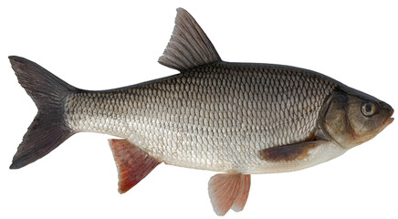 Freshwater fish isolated on white background closeup.  Ide, or orfe is a fish in the carp family Cyprinidae, type species: Leuciscus idus.