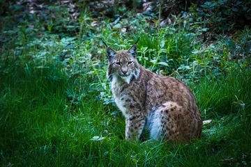 Ingelijste posters male lynx in the run © Jim Barris