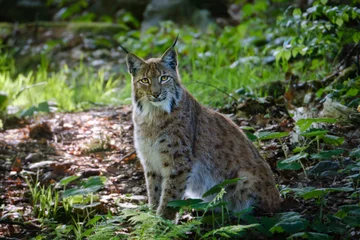 Outdoor kussens male lynx in the run © Jim Barris