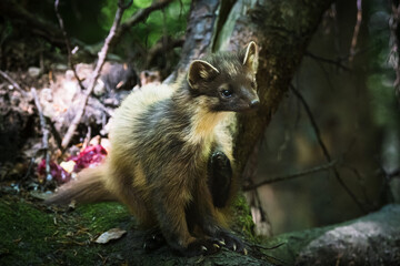 small martens in the animal run in germany