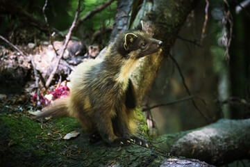 small martens in the animal run in germany