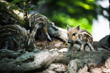 wild baby pigs i the forest in germany