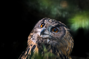 portrait of owl in the nature in bavarian forest
