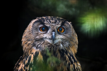 portrait of owl in the nature in bavarian forest