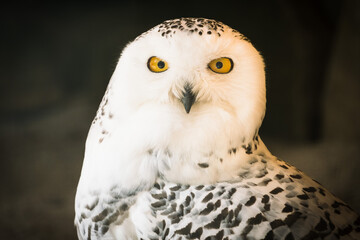 Fototapeta premium portrait of owl in the nature in bavarian forest