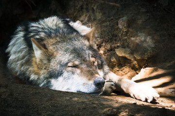 portrait of wolf in bavarian animal run